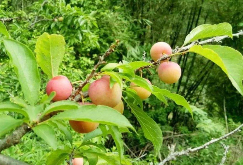 酸甜消暑又開(kāi)胃，周末到興寧徑南鎮(zhèn)嘗高山李果