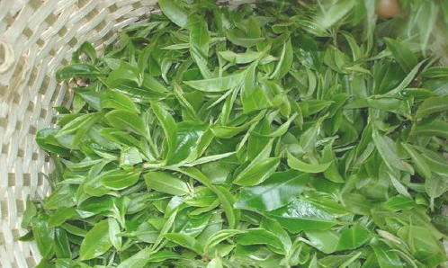 購(gòu)買茶葉需要注意些什么？